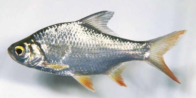 BARBUS SCHWANENFELDI